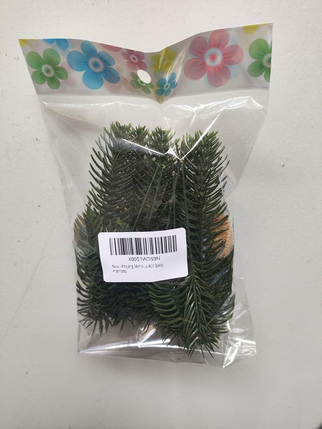 Praying Mantis Ootheca Egg Case on a Pine Branch(Five Egg Cases) – Imitate the Wild Environment, Release to the Garden, Nature, Each Ootheca can Produce up to 400 Baby mantises