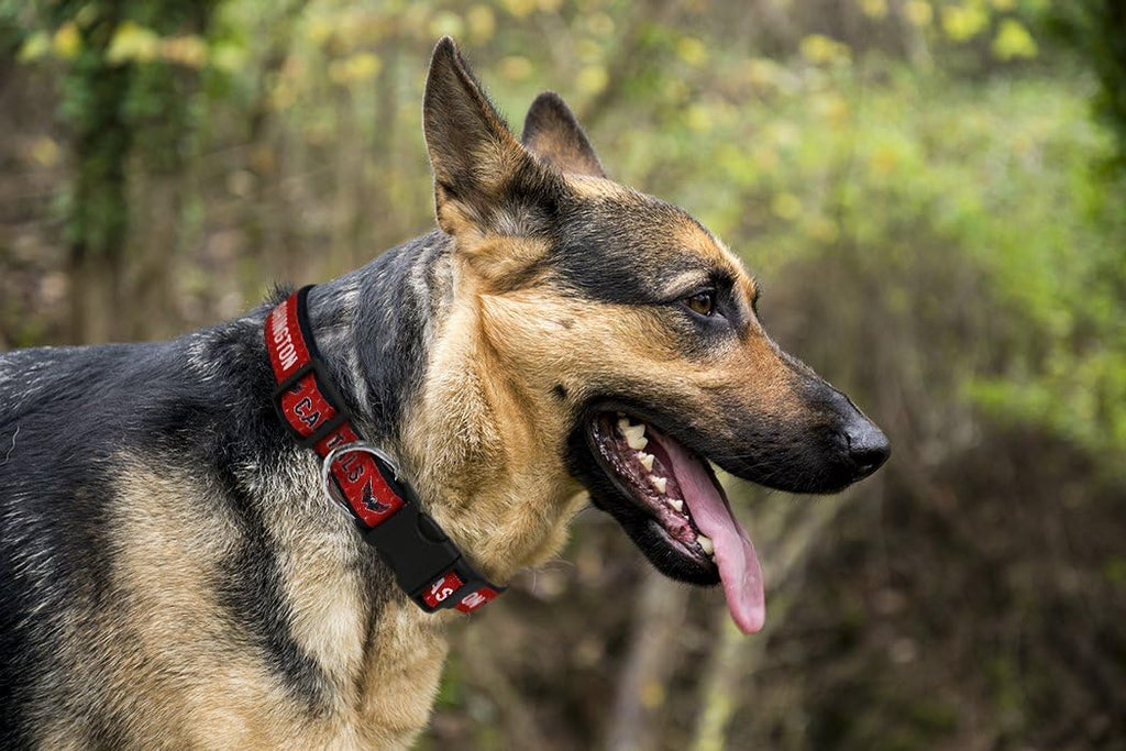 NHL Washington Capitals Collar for Dogs & Cats, Small. - Adjustable, Cute & Stylish! The Ultimate Hockey Fan Collar!