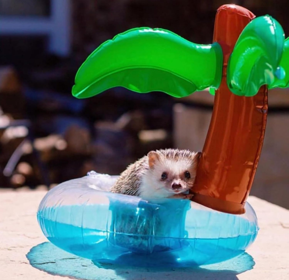 6Pcs Lizard Bath Float Bathtub Toys - Small Animal Toy Inflatable Float for Hedgehog Lizard Ferret Tortoise Small Pets Accessories Photo Shoot Toy Pet Supplies
