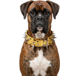 Spiked Dog Collar for Large Dogs Shepherd Doberman Labrador (Gold,XL-Neck 18-21 Inch)
