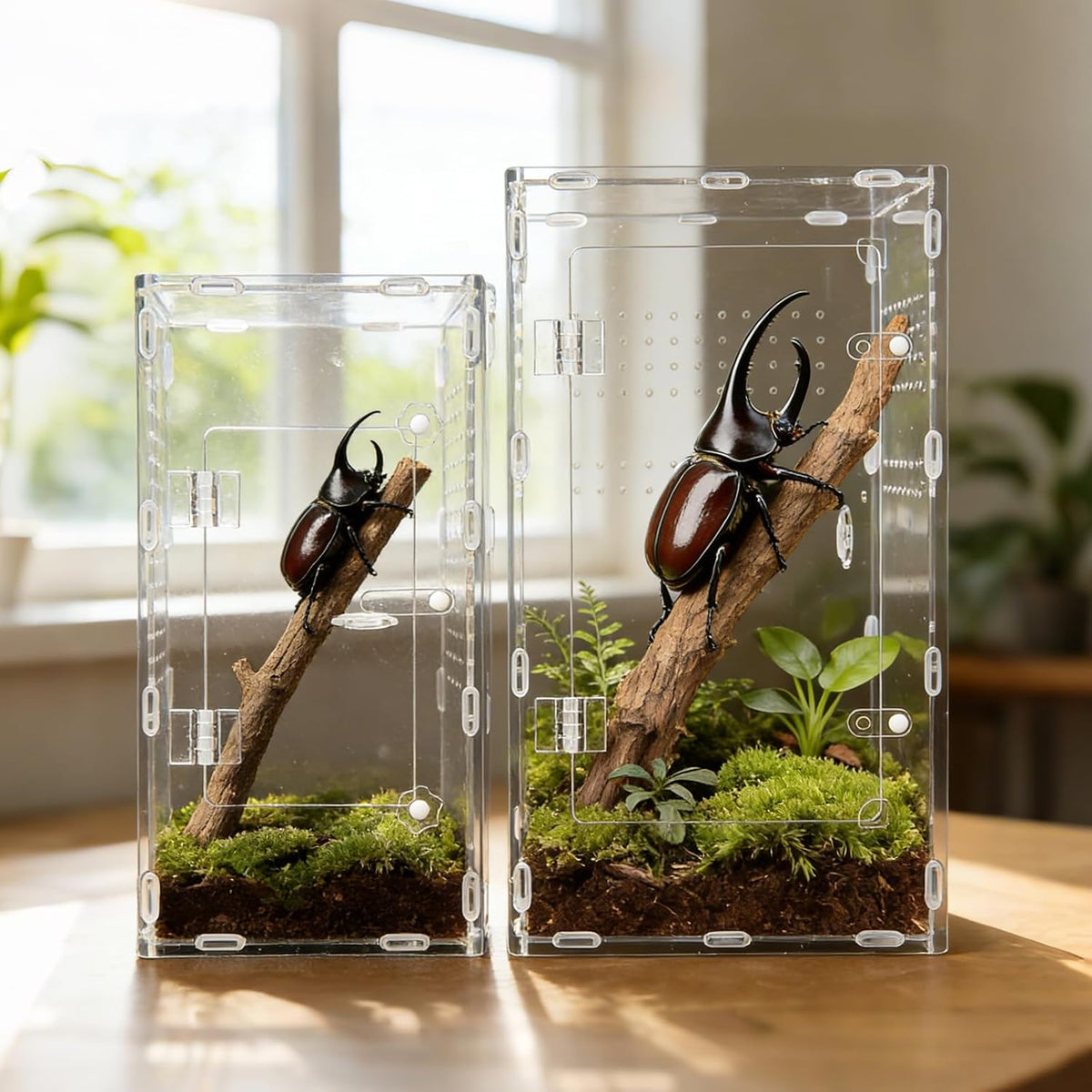 Tall Jumping Spider Enclosure, 6×6×11 in Front Opening Enclosure
