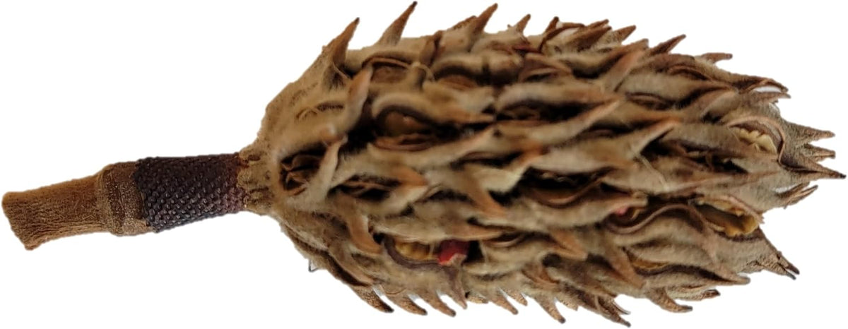 Magnolia Seed Pods, 12 Pack