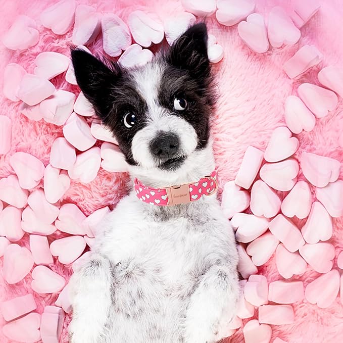 Unique style paws Dog Collar Metal Buckle Collar - Image 4