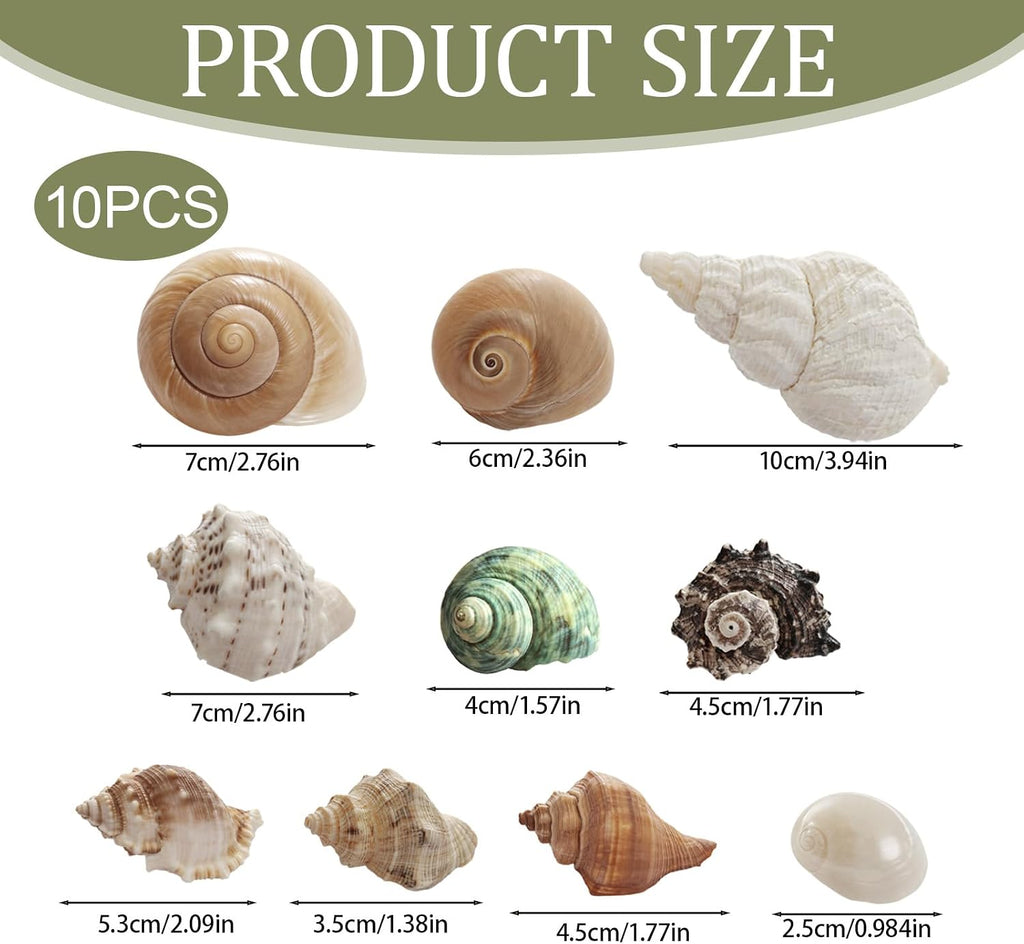 10Pcs Hermit Crab Shells, Natural Sea Shells Set, Beach Decor