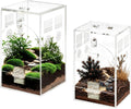 Set of 2 Jumping Spider Enclosure