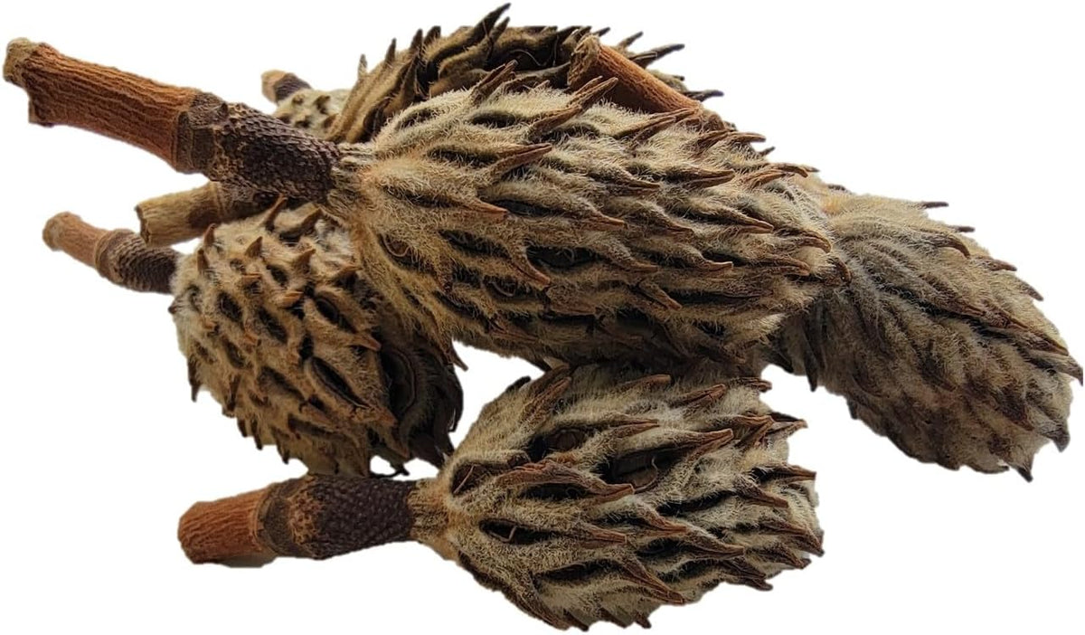 Magnolia Seed Pods, 12 Pack
