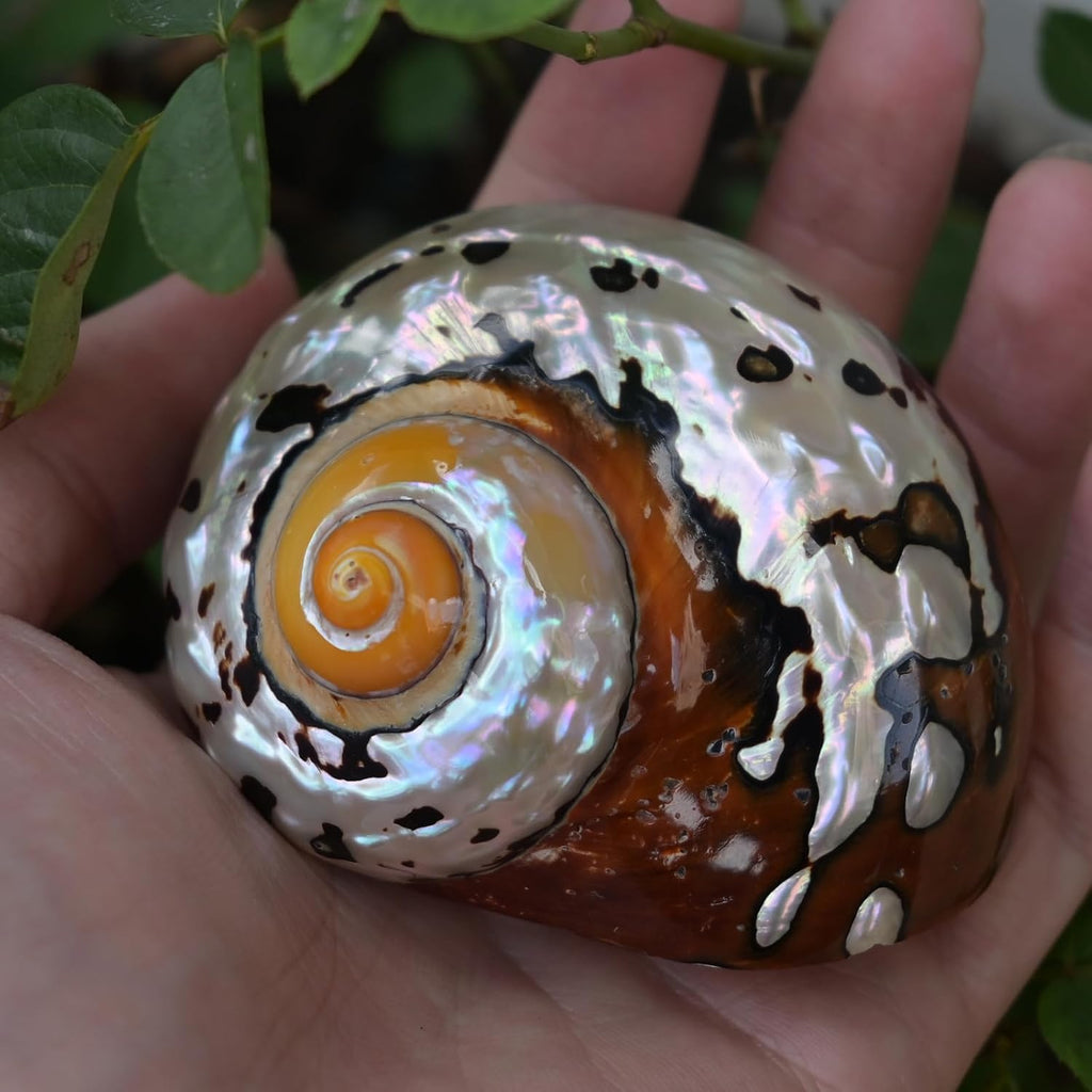 2pcs Hermit Crab Shells Medium, Natural Conch Seashell, Opening 1 Inch