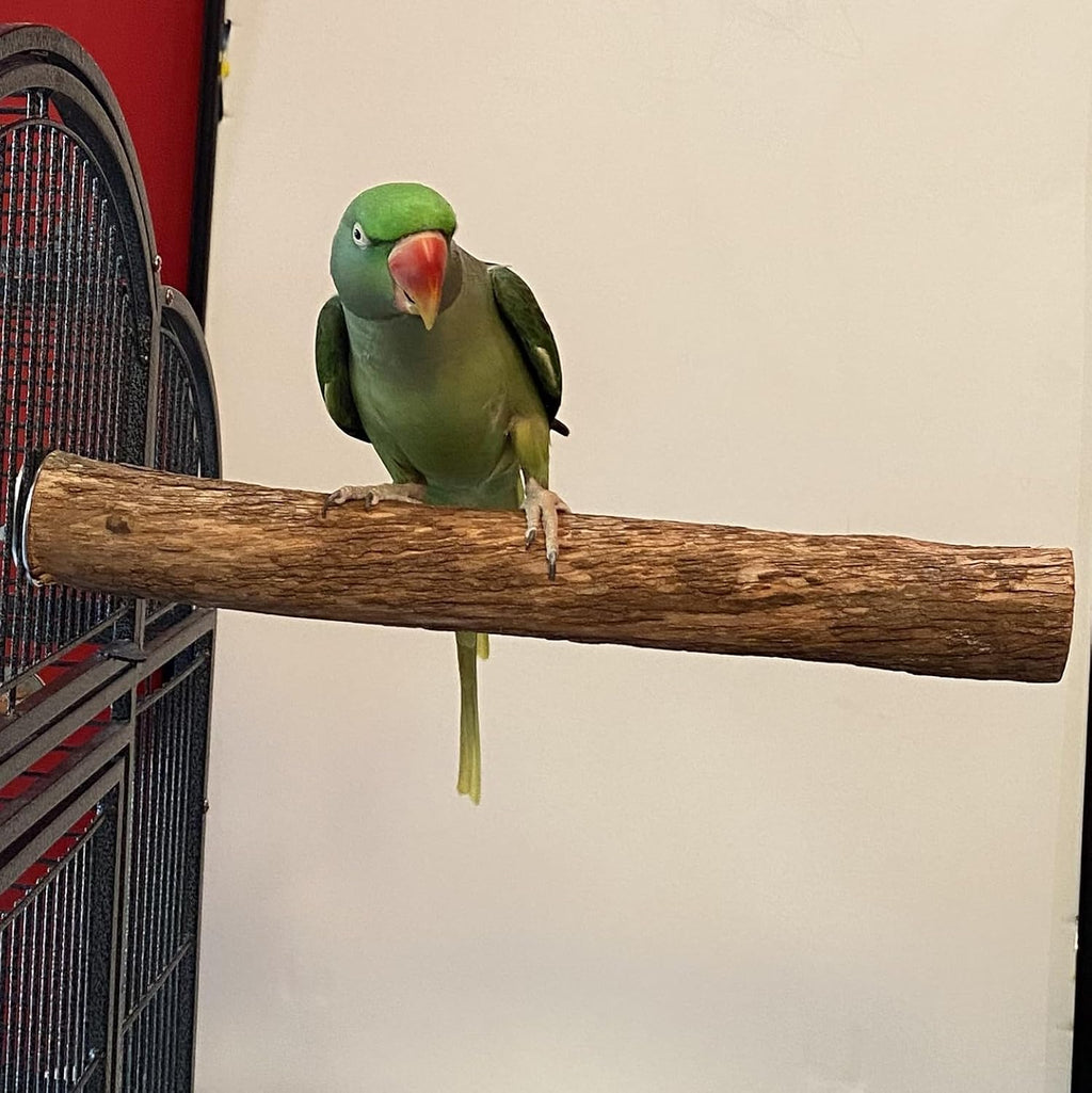 Polly's Single Bolt Hardwood Cage Perches Made in USA for Budgies, Parakeets, Cockatiels, Greys, Amazons, Blue & Gold Macaws, Cockatoos, Green Wing Macaws & Hyacinths. (X-Large)