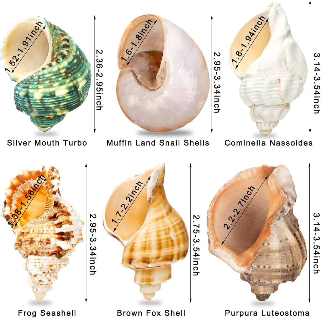 6PCS Hermit Crab Shells Medium to Large 2.3"-3.5" Shells, Opening 1"-2.1"