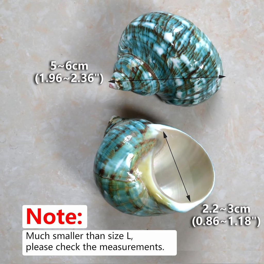 2pcs Medium Hermit Crab Shells, M Size Opening 1", Natural Sea Conch