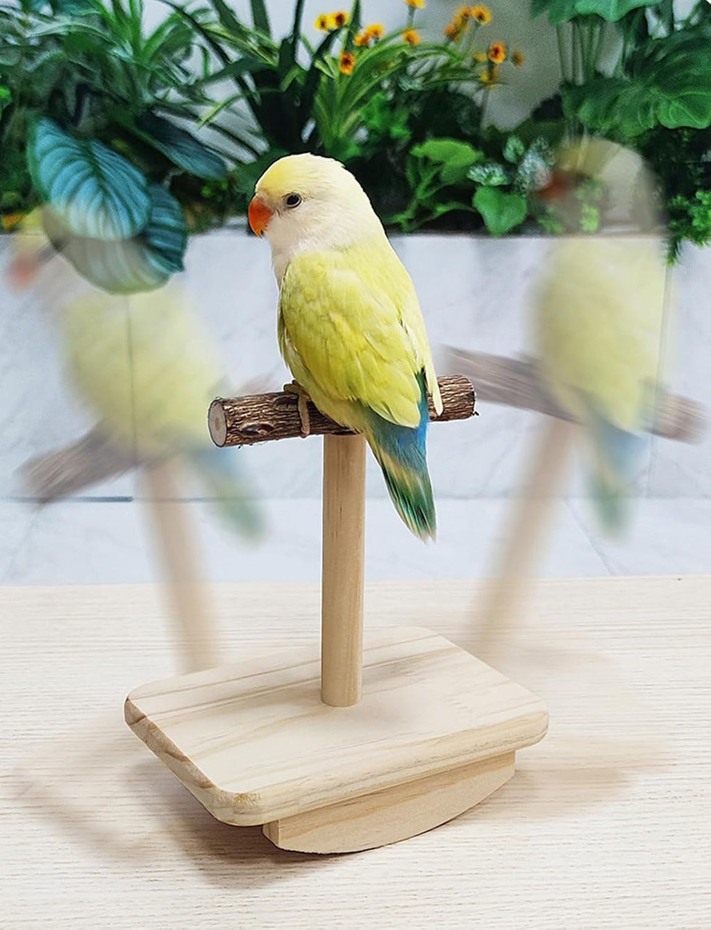 Bird Perch Stand Trainings, Prickly Ash Wood Parrot T Stand