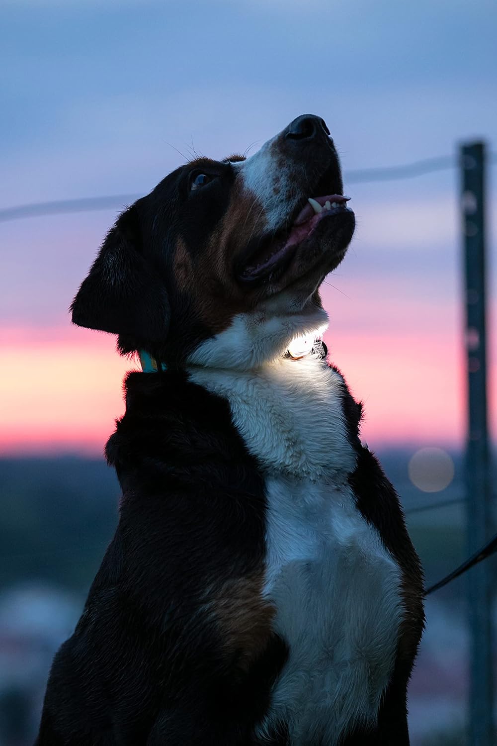 Max & Molly USB Rechargeable LED Safety Pet Light for Dog Collars & Harnesses - Waterproof, No-Dangle Secure Design, One Size Fits All - Ideal for Walking, Running, Biking & Outdoor Adventures
