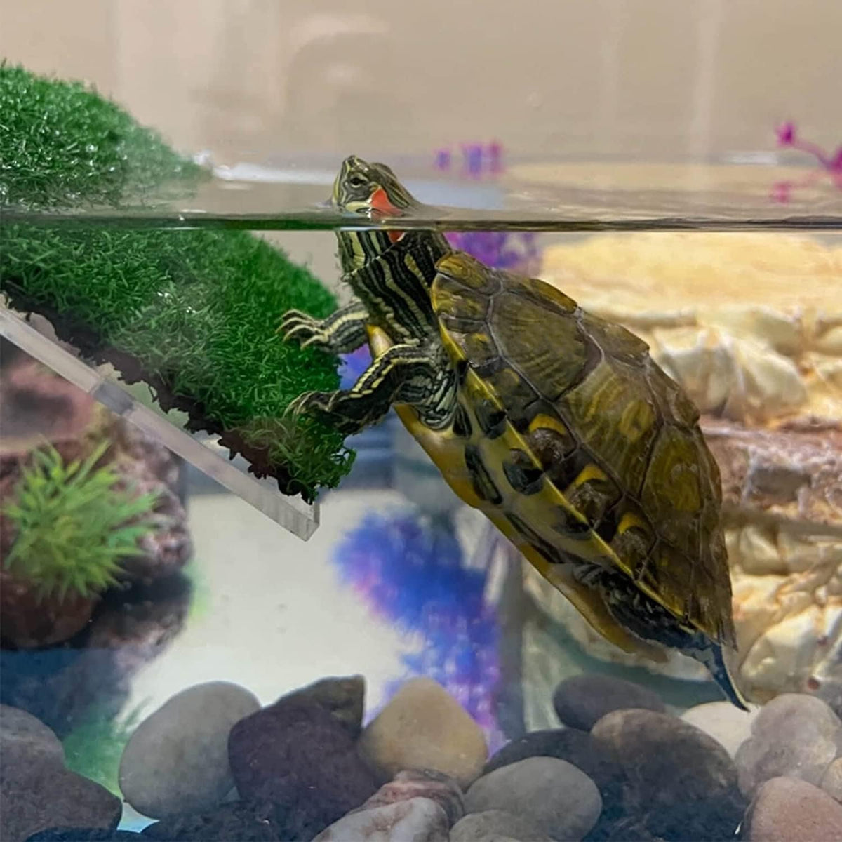 XMHF Turtle Basking Platform, Tortoise Ramp Reptile Ladder Resting Terrace Fish Tank Aquarium Turtle Dock Floating Decor for Reptile Frog Terrapin Large