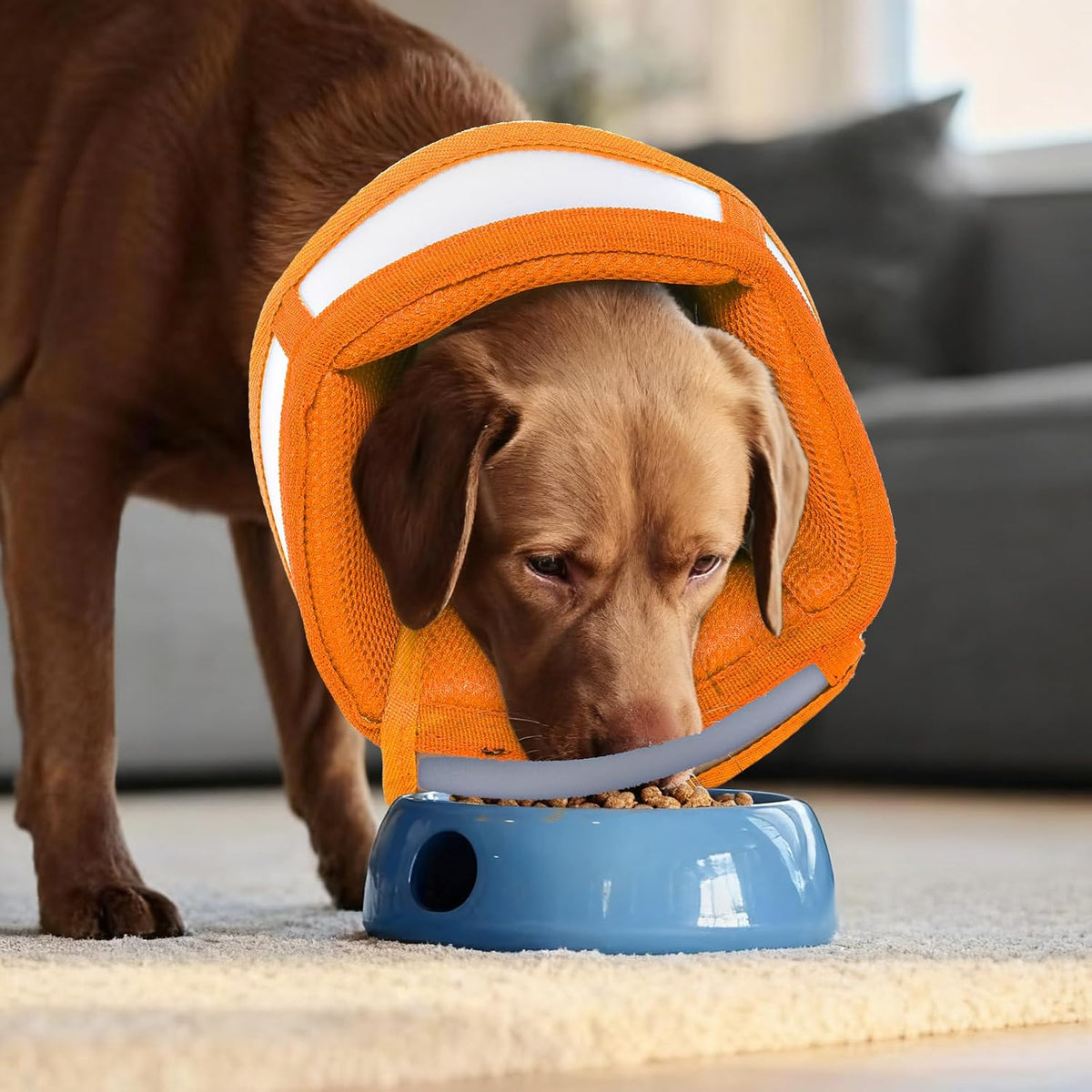 Soft Dog Cone Collar to Stop Licking - Adjustable for Small Dogs | Prevents Licking Wounds After Surgery & Skin Disease,Lightweight,Comfortable Elizabethan Recovery Cone (Orang,S)