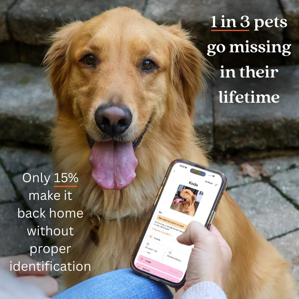 Slide-On Pet ID QR Tag, Gold-Plated Military-Grade Steel, Includes Free Digital Pet Profile App with Health Records Manager & Document Hub (Medium)