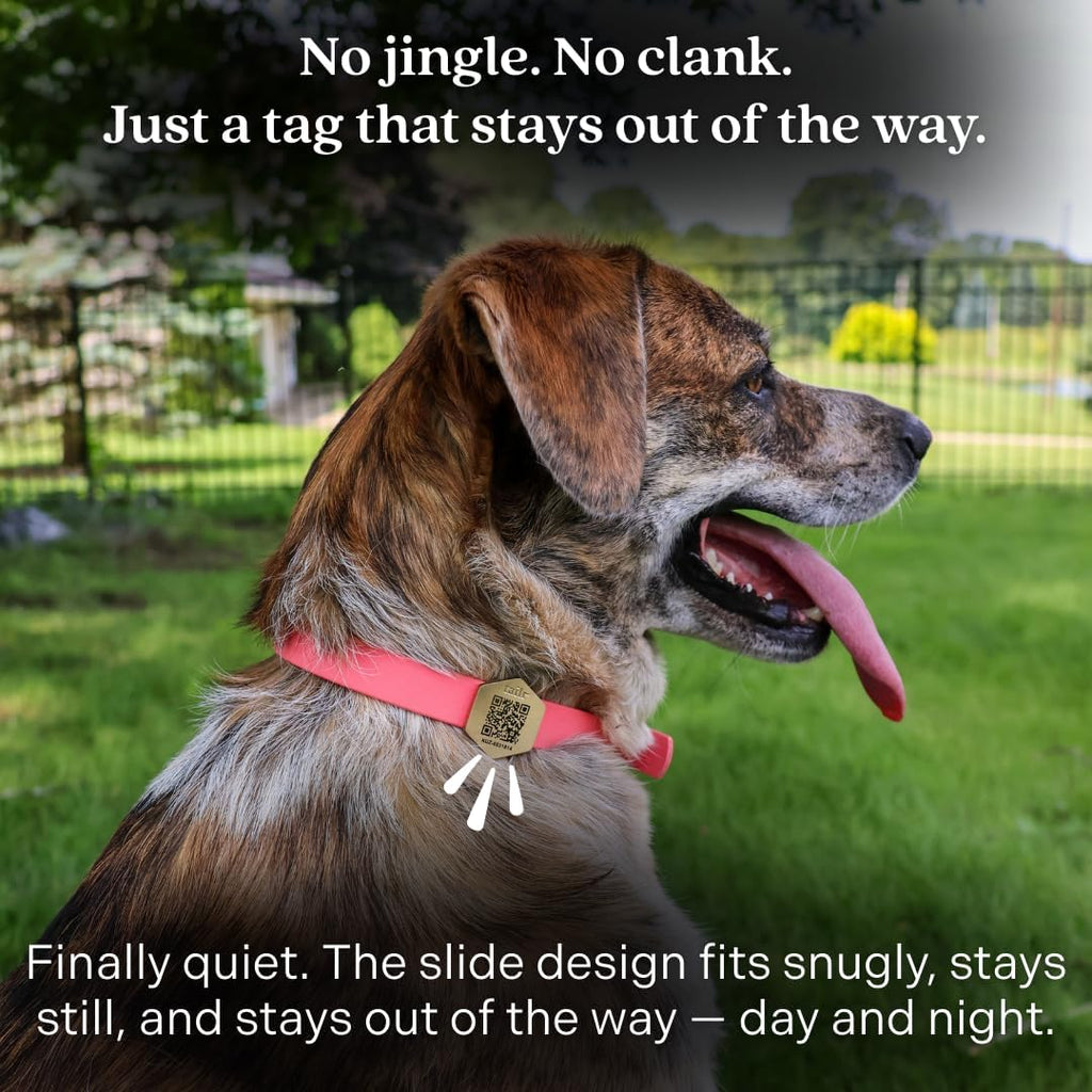 Slide-On Pet ID QR Tag, Gold-Plated Military-Grade Steel, Includes Free Digital Pet Profile App with Health Records Manager & Document Hub (Medium)