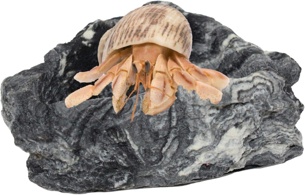 Needzo Corner Rock Bowl for Hermit Crabs, Food and Water Dish Accessory, Tank Supplies, 3 Inches