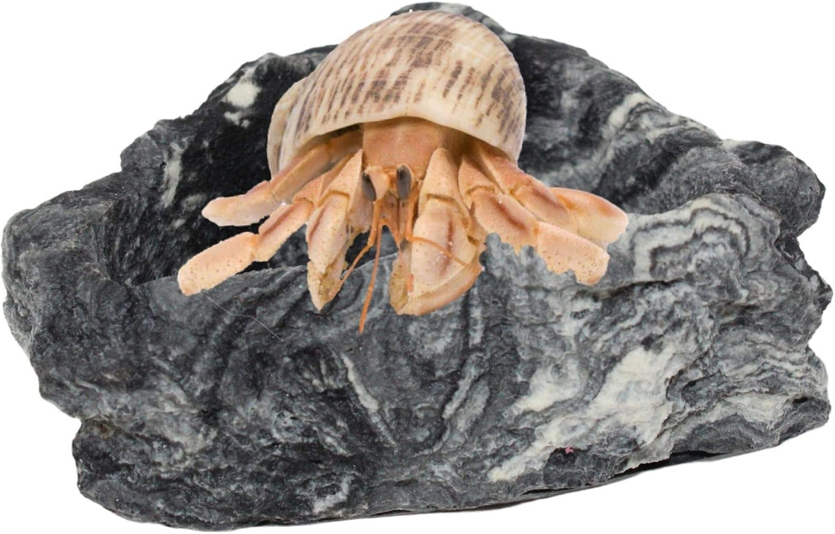 Needzo Corner Rock Bowl for Hermit Crabs, Food and Water Dish Accessory, Tank Supplies, 3 Inches