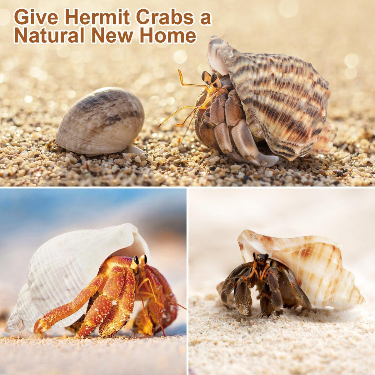 5Pcs Large Hermit Crab Shells Natural Sea Conch Size: 3"-4.5" Turbo Seashells for Hermit Crab Supplies Hermit Crab House for Décor No Paint or Dye