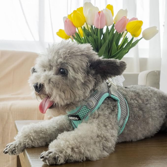 AIITLE Easy Walk Dog Harness and Leash Set - Image 5