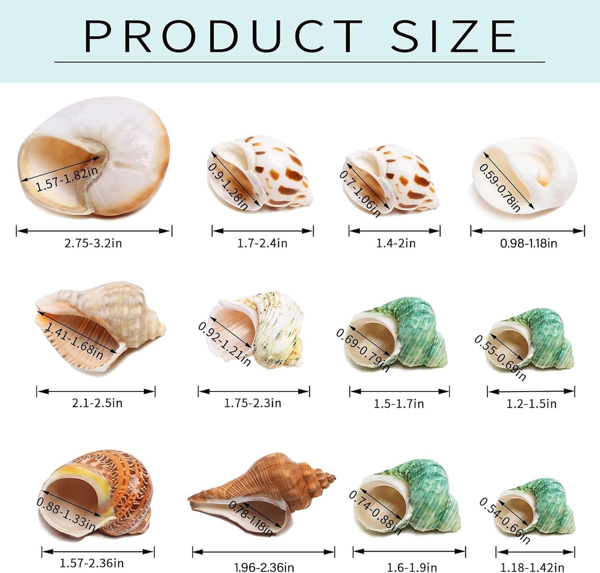12PCS Hermit Crab Shells Medium and Large Growth Turbo Seashells 1.18"-3.2"