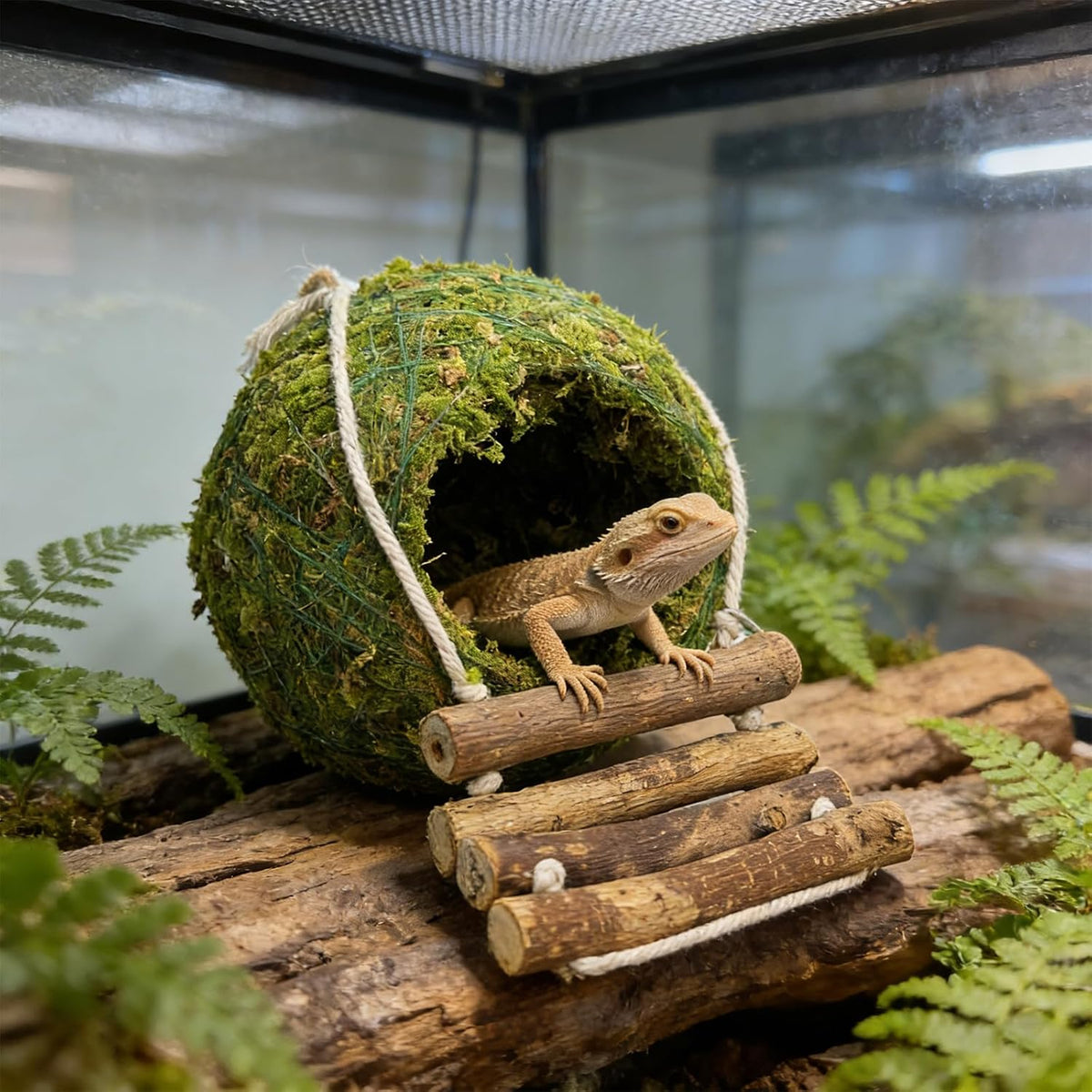 Handmade Moss Reptile Hanging Nest 4 Pcs Set, Large 6″ x 6″
