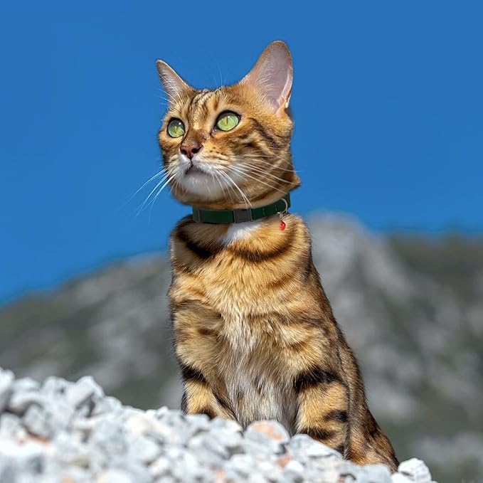 Breakaway Cat Collar Leather - Image 6