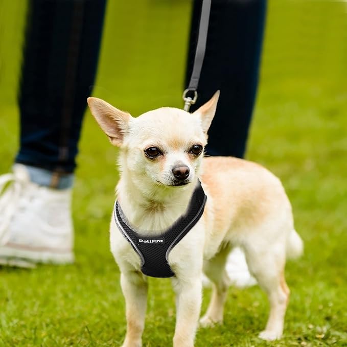 PetiFine Step in Small Dog Harness and Leash Set, Breathable All Weather Air - Image 8