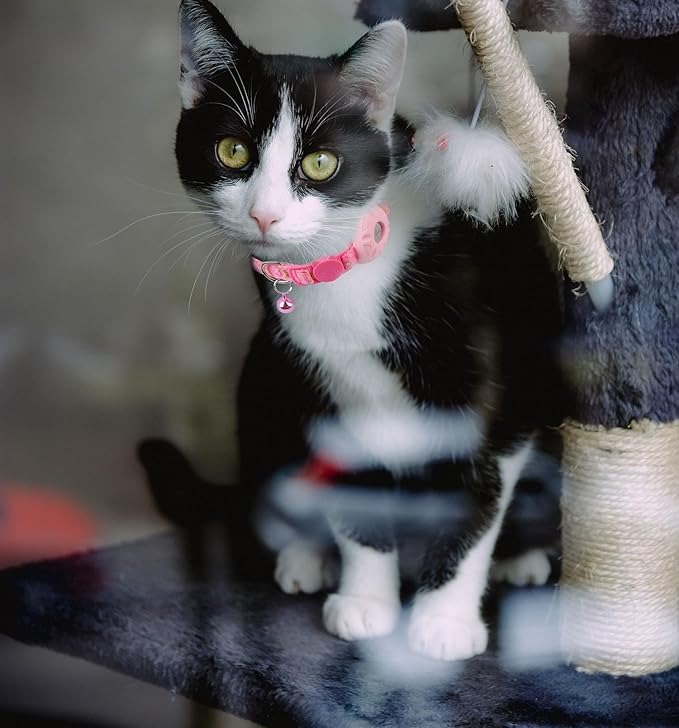 Breakaway Cat Collar with Airtag Holder, Safety Kitten Collar with Apple Airtag - Image 7