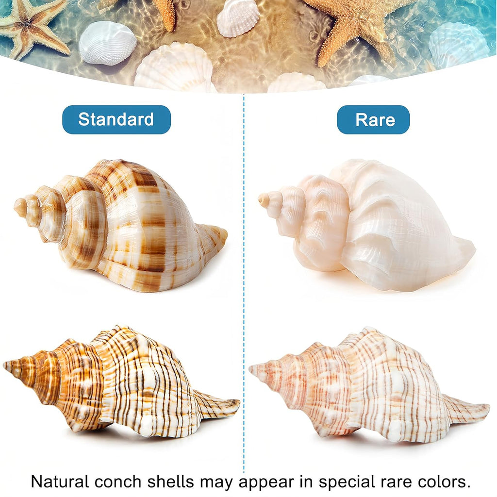 5PCS Extra Large Hermit Crab Shells 3"-4.7", Opening 1.6"-2.7"