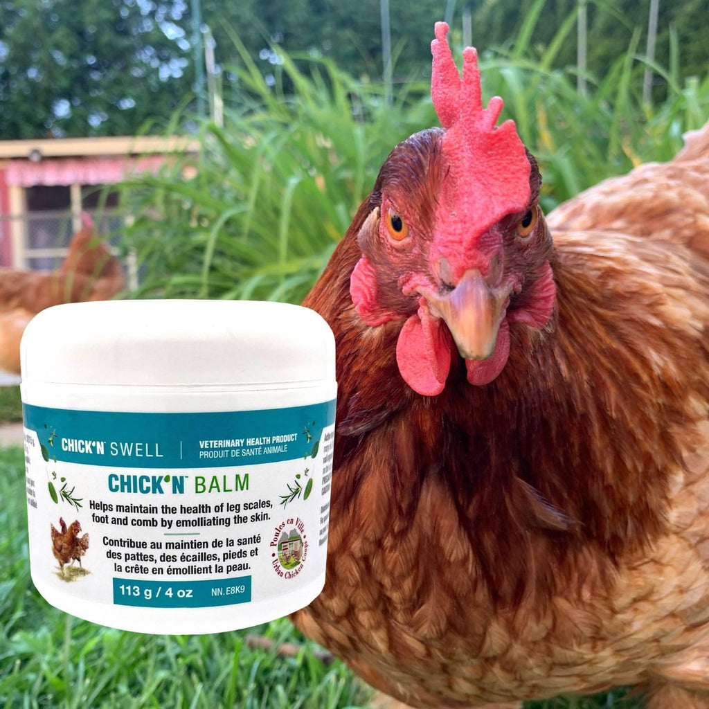 Premium Poultry Balm for Optimal Care and Healing-Chick'n Balm from Chick'n Swell - Legs- Wounds and Combs - with Healing Essential Oils and Sulfur, 4 Oz (113g).