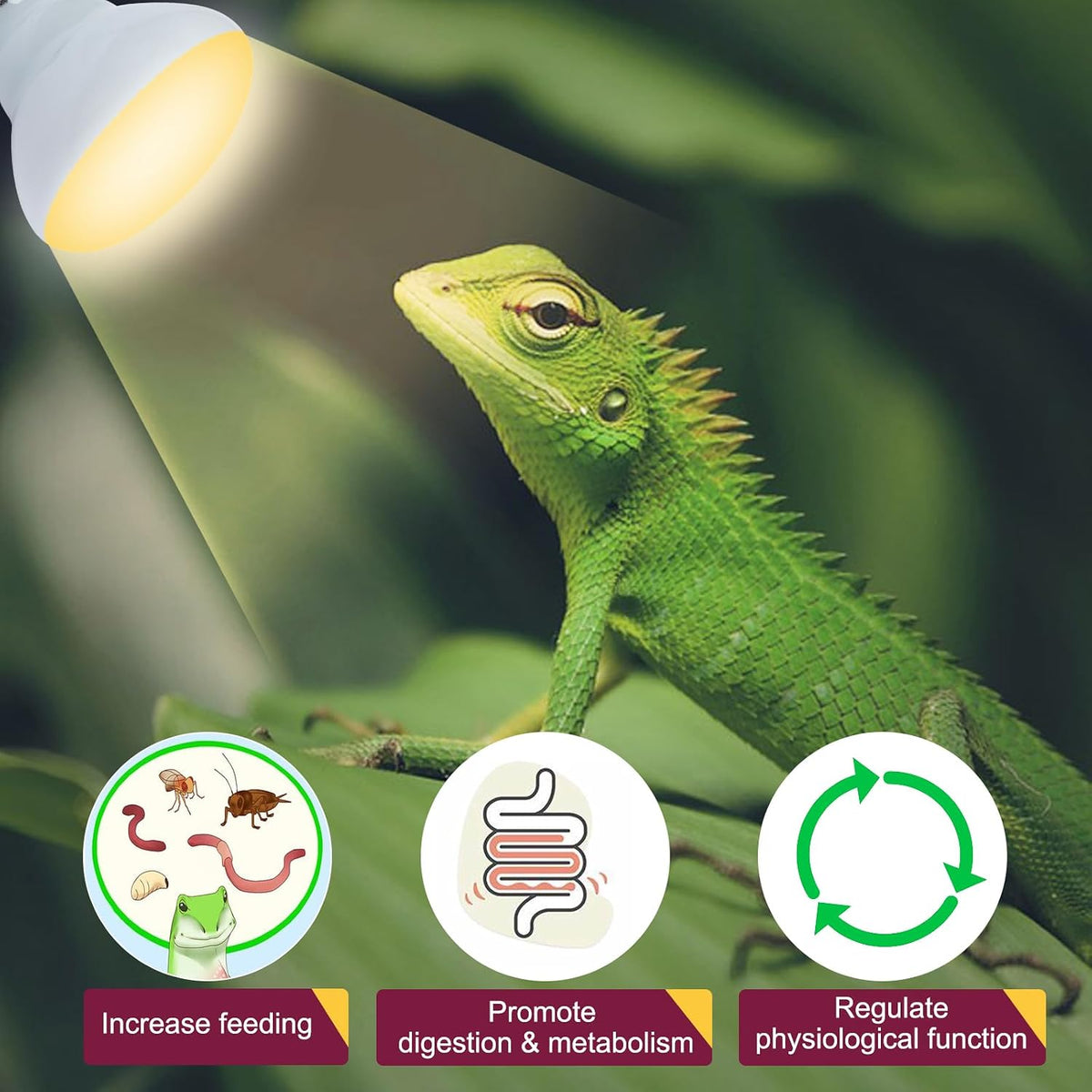 150W Reptile Heat Lamp Bulb 2 Pack,Basking Spot Lamp Bulb for Reptiles & Amphibians，Reptile Daylight Heat Bulb for Bearded Dragon, Lizard, Turtle