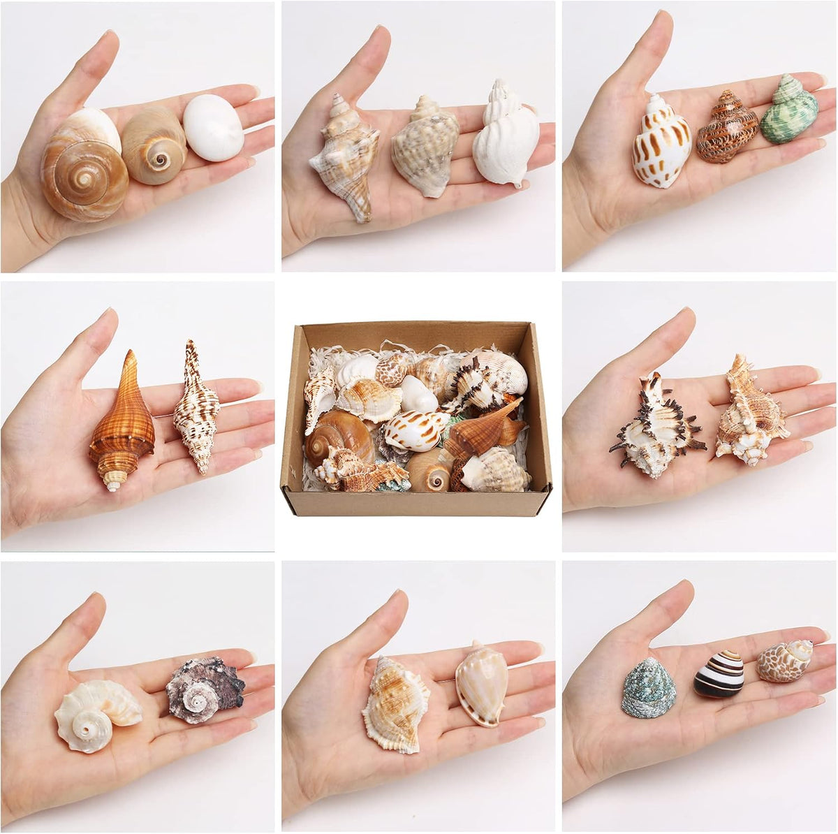 21PCS Hermit Crab Shells Medium Small 1.2"-3.9" Seashells, Opening 0.5"-2"