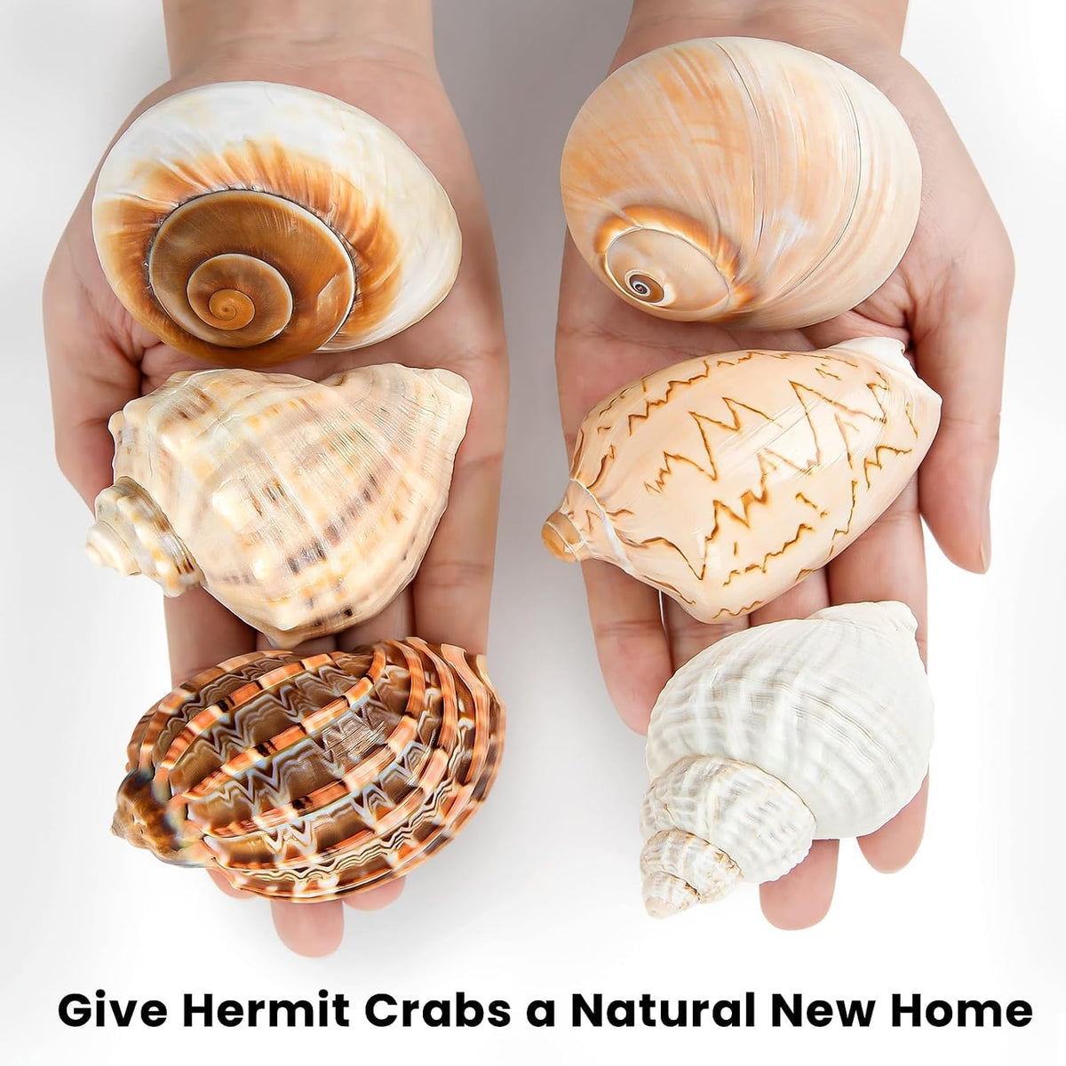 6PCS Large Hermit Crab Shells 3"-3.5" Seashells, Opening 1.5"-2.5"