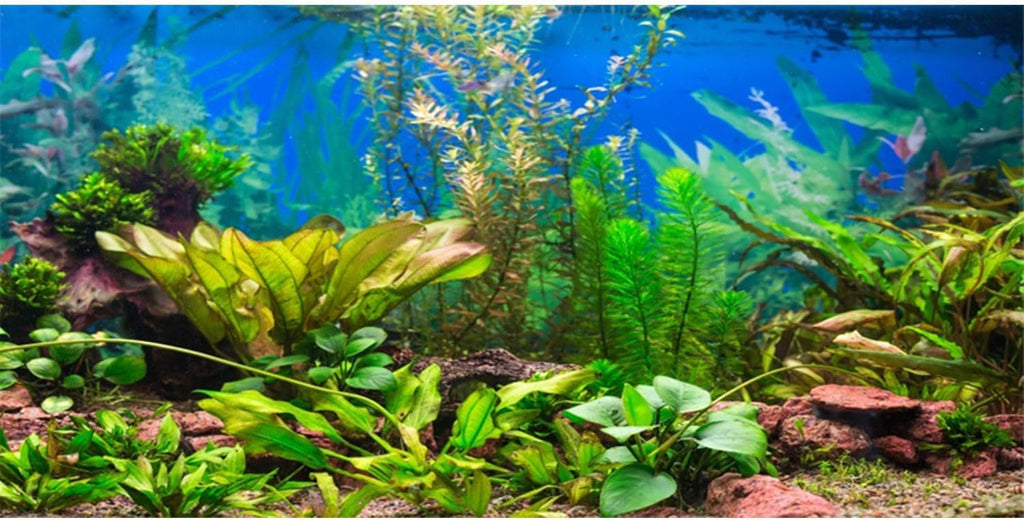72x24 in Aquatic Plant Aquarium Backdrop Riverbed Fish Tank Background