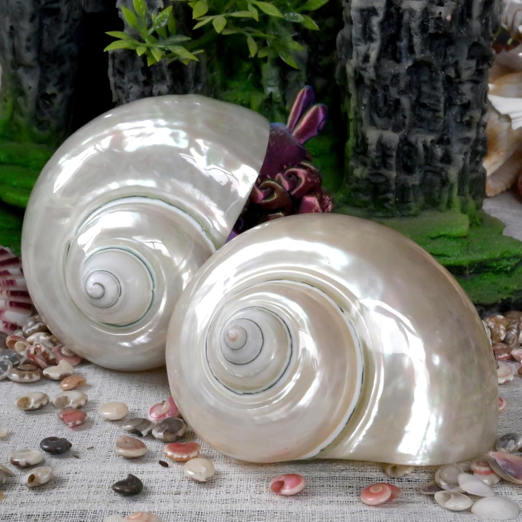 2pcs Large Hermit Crab Shells, Natural Big Turbo Seashells, White