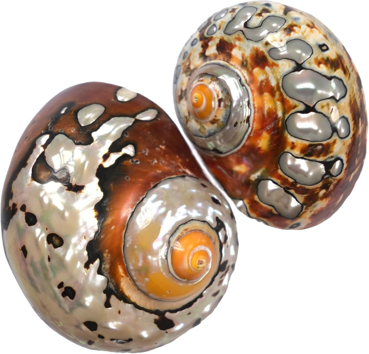 2pcs Hermit Crab Shells Medium, Natural Conch Seashell, Opening 1 Inch