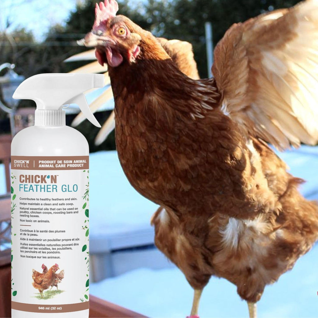 Poultry Feather and Plumage Care Formulation- Chick’n Feather Glo from Chick’n Swell to Enhance and Promote Strong Plumage in Poultry with Optimal Feathers Development. 32 Fluid oz.