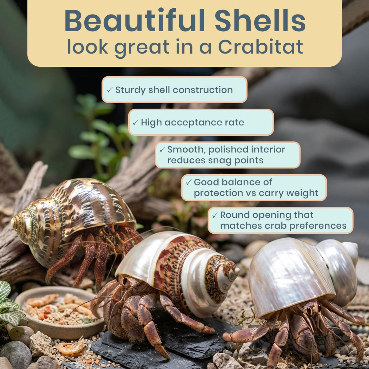 Hermit Crab Shells | Turbo Shells | 1 Brown, 1 Banded, and 1 White Pearlized Turbo Shells 1.75"-2" | Opening Size Approx. 1" | Hermit Crab House for Décor | Plus Free Nautical eBook by Joseph Rains