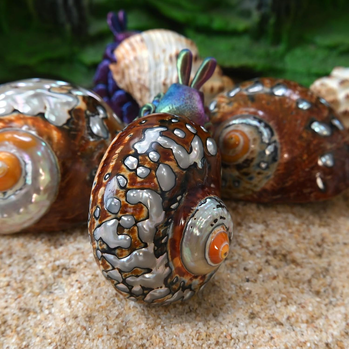 2pcs Hermit Crab Shells Medium, Natural Conch Seashell, Opening 1 Inch