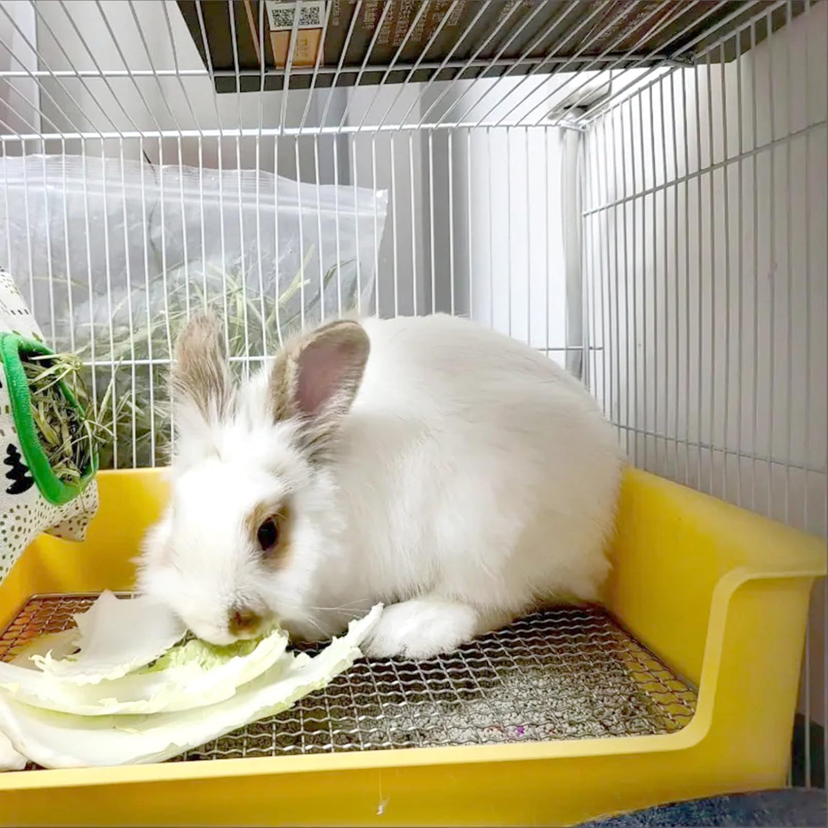 Litter Box Rabbit, Bunny Potty Pan, 1cm Steel Grate with Tray