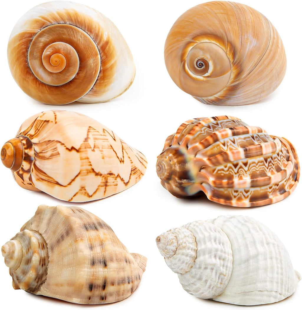 6PCS Large Hermit Crab Shells 3"-3.5" Seashells, Opening 1.5"-2.5"