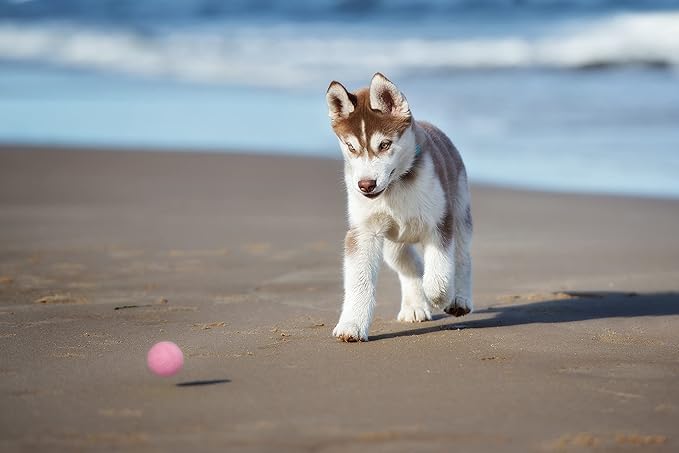 Snug Rubber Dog Balls for Small and Medium Dogs - Image 6