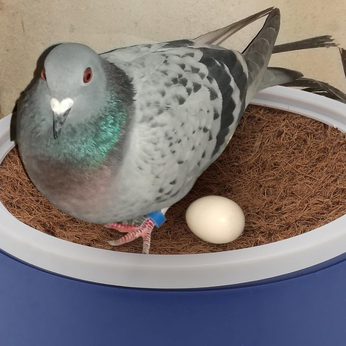 POPETPOP 2 Pack Pigeon Nest Bowls, Plastic Dove Nesting Box with 2 Mats