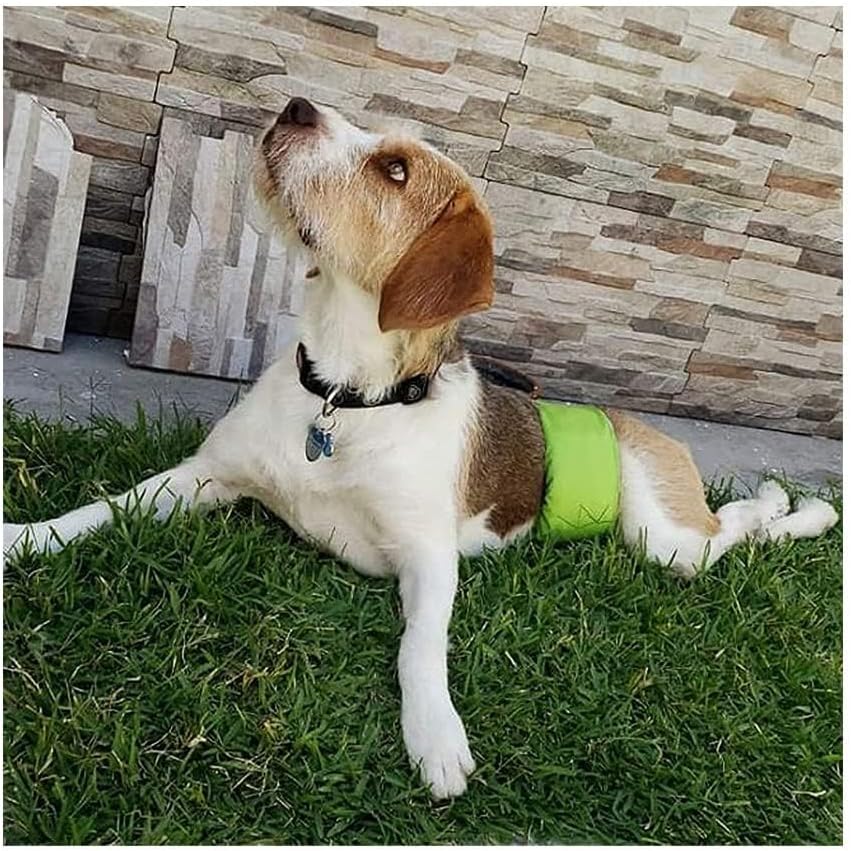 PETTING IS CARING Male Dog Wraps Washable & Reusable Belly Band Diapers Materials Durable Machine Washable Doggie Pee Puppy Pads Diaper Trainer Potty - 3 Pack Set