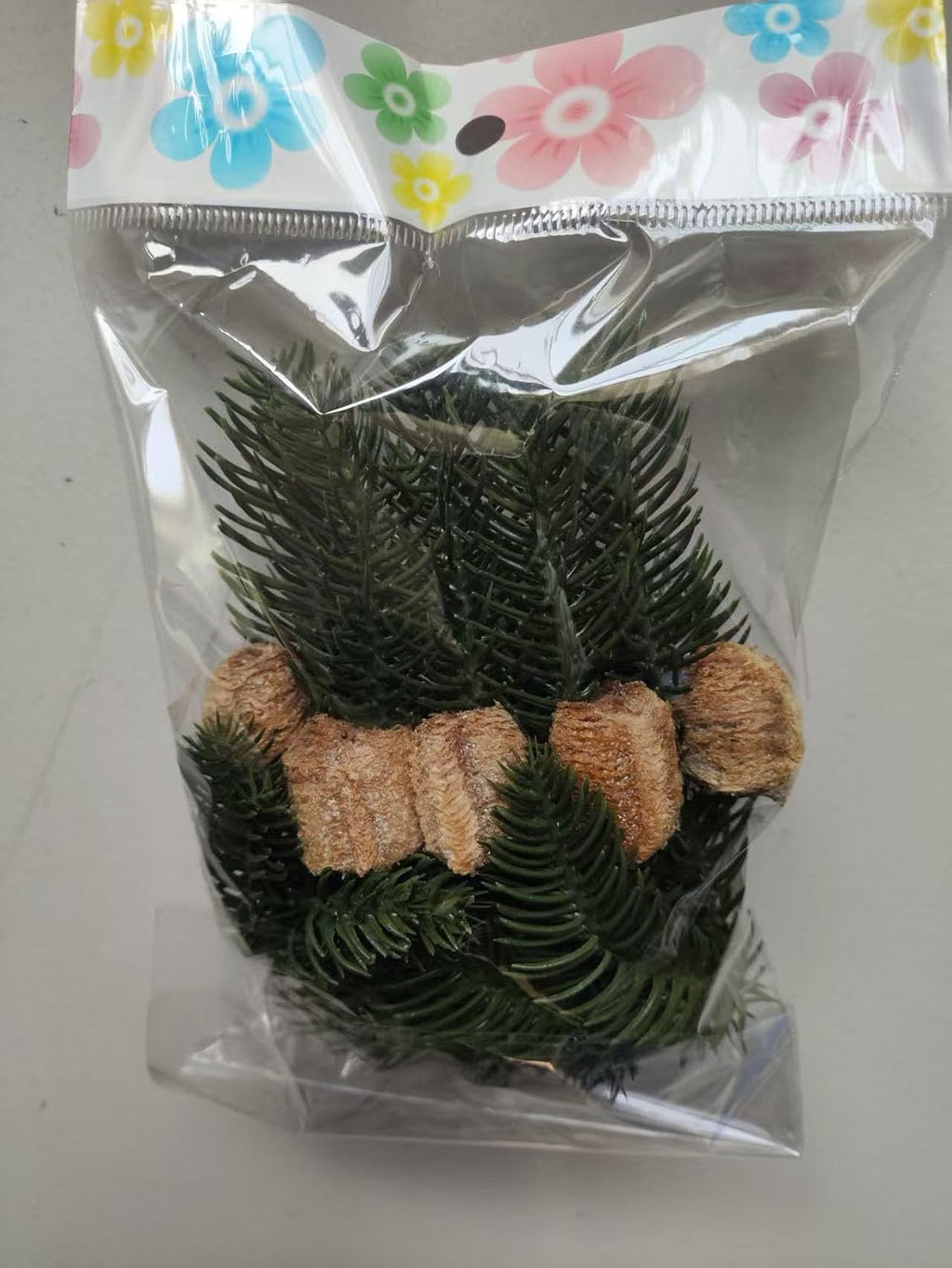 Praying Mantis Ootheca Egg Case on a Pine Branch(Five Egg Cases) – Imitate the Wild Environment, Release to the Garden, Nature, Each Ootheca can Produce up to 400 Baby mantises
