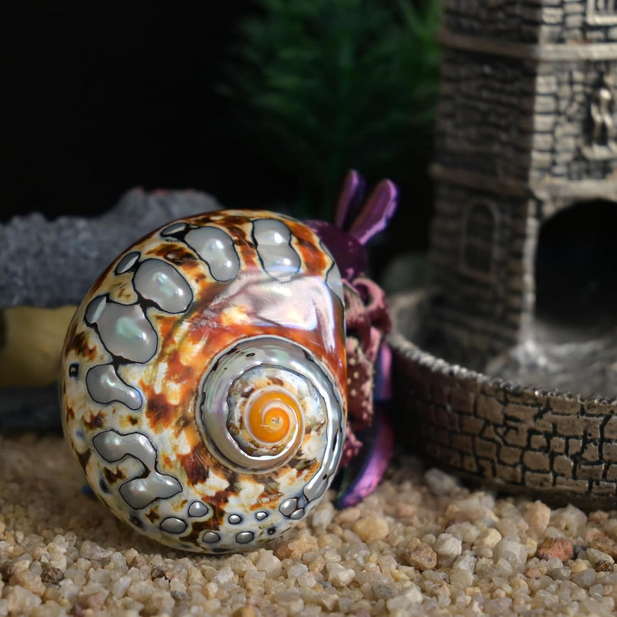 2pcs Hermit Crab Shells Medium, Natural Conch Seashell, Opening 1 Inch