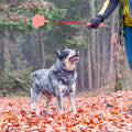 Toddmomy 2 pcs Dog Training Paw Shape Flexible Pet Training Tool for Puppy Obedience Behavior Correction Lure Play Lightweight No Hurt Pet Accessory