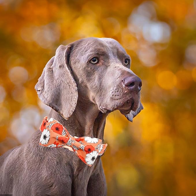 Fall Dog Collar, Pet Collar Bow Floral Pet Collar Girl Boy Holiday Pet Collars - Image 4