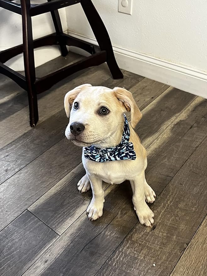 Elegant Little Tail Bowtie Dog Collar - Image 6